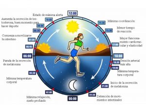 cronobiologia alimentação adequada aos ciclos do sono, cronobiologia e nutrição, cronobiologia da pele, cronobiologia nutricional pdf