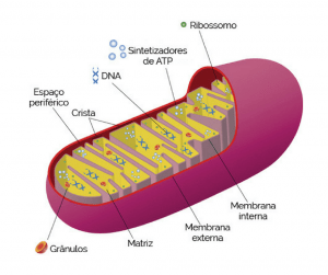 telômeros, antienvelhecimento, mitocôndrias