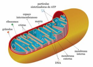 o que são telômeros, telomeros e câncer, telômeros e envelhecimento pdf, ginkgo biloba telômeros, telomeros o que são, Mitocôndrias, Exercícios e Telômeros